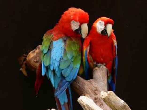 Parakeet a Bird pair of parakeet about Monk Parakeet Biology